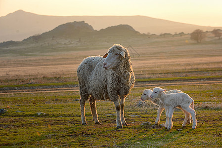 小婴儿小婴儿日落场上的绵羊两只羔羊背景