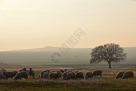 日落时靠近橡树的羊图片