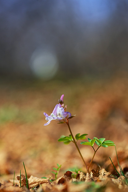 延胡索紫春花图片