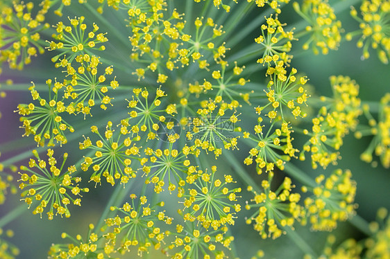 花园里盛开的迪尔花图片