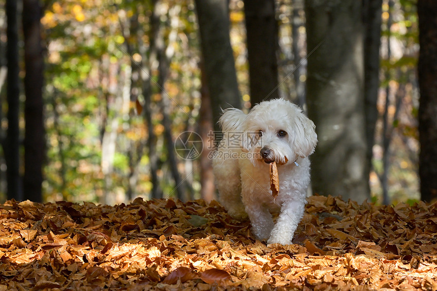马耳他狗秋天的森林里玩耍图片