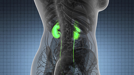 人体肾脏发光的科学解剖扫描图片