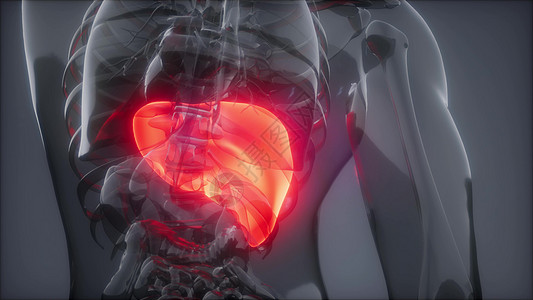 肝脏损伤人类肝脏发光的科学解剖扫描人类肝脏放射学检查背景