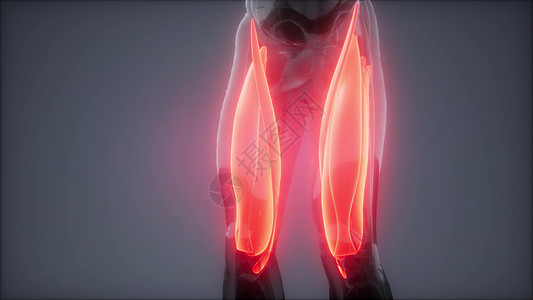 大腿肌肉可见肌肉解剖图图片