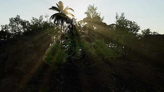 阳光穿透茂密的绿色树冠,亚热带雨林丛林荒野,新西兰阳光穿透浓密茂盛的绿色树冠图片