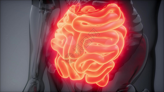 人体小肠发光的科学解剖扫描人体小肠放射学检查图片