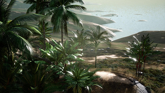 海附近沙丘上棕榈树的鸟瞰图图片