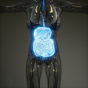 人体消化系统部件功能的三维图示图片