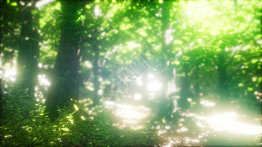 绿色森林里的晨光绿色森林里的阳光图片