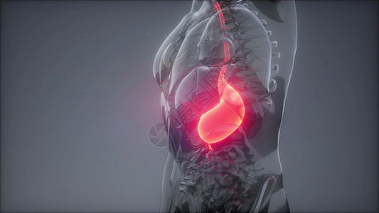 肝脏损伤人体胃发光的科学解剖扫描人体胃放射学检查背景
