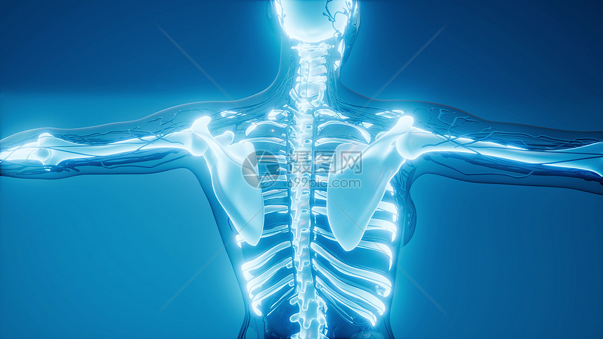 人类骨骼的医学科学插图透明的人体,有可见的骨头图片