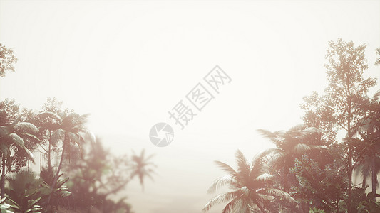 雾中的热带棕榈雨林图片