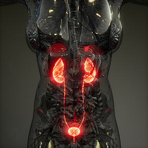 人体肾脏发光的科学解剖扫描人体肾脏的科学解剖扫描图片
