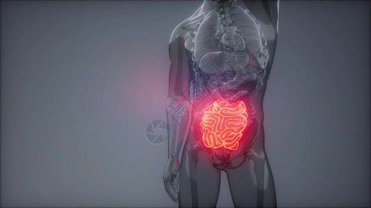 人体小肠发光的科学解剖扫描人体小肠放射学检查图片