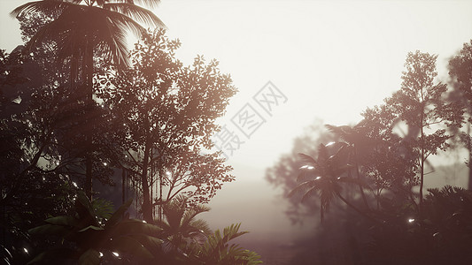 雾中的热带棕榈雨林图片