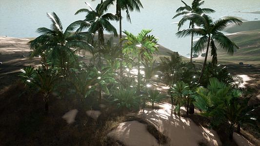 海附近沙丘上棕榈树的鸟瞰图图片