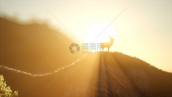 日落时山林中的鹿雄日落时森林里的鹿雄图片