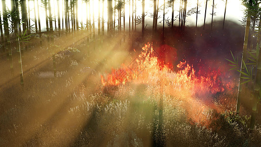 森林火灾时,风吹燃烧的竹子上图片
