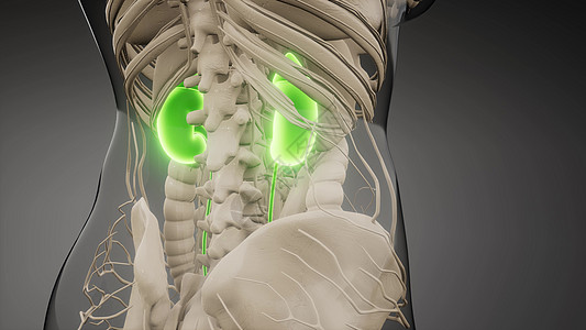 三维医学上准确地说明了肾脏医学上准确地说明肾脏图片