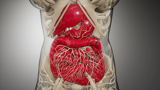 人体消化系统部件功能的三维图示人体消化系统的部分功能图片