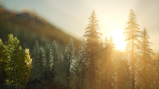 日出时的松林温暖的阳光图片