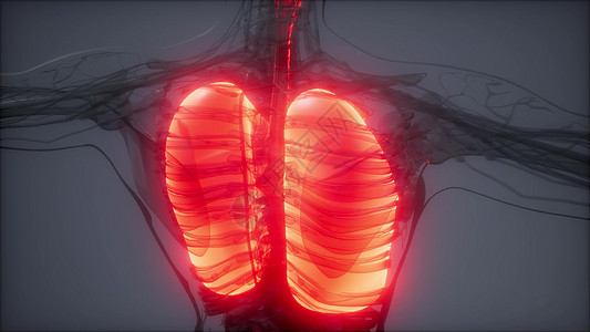 人体肺发光的科学解剖扫描人类肺部放射学检查图片