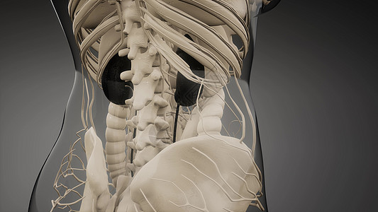 三维医学上准确地说明了肾脏医学上准确地说明肾脏图片素材