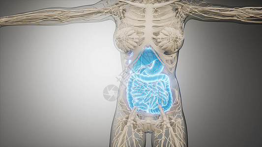 人体消化系统部件功能的三维图示人体消化系统的部分功能图片