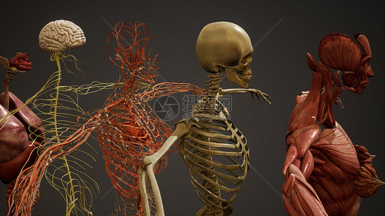 动画三维人体解剖插图图片