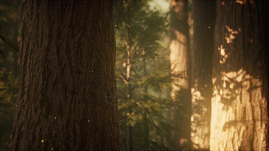 野生松林日出后,美丽的阳光明媚的早晨,树木移动日出时野生松林图片