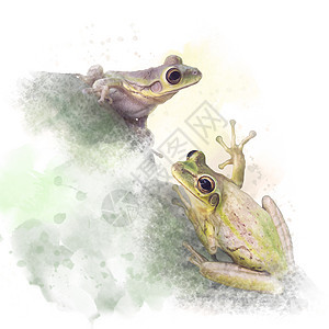 两只树蛙白色背景上水彩画图片