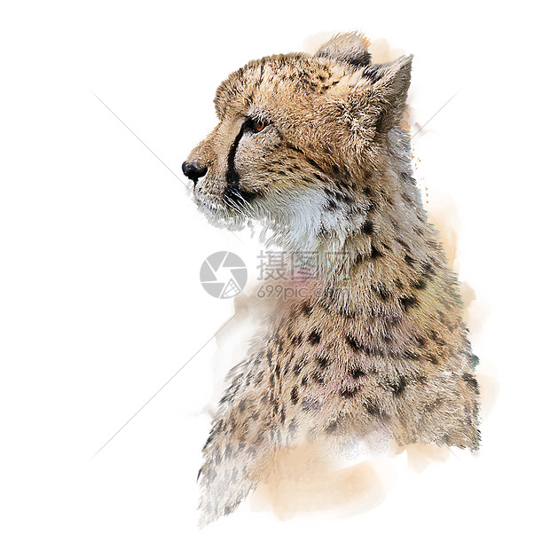 猎豹肖像水彩插图白色背景图片
