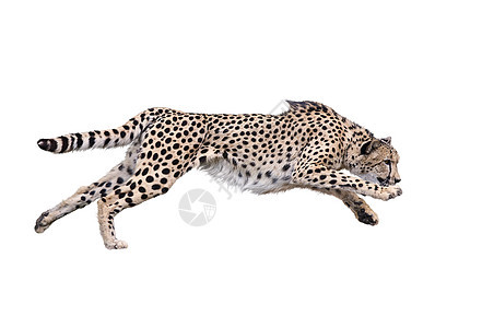 运行猎豹的图像,隔离白色背景上背景图片