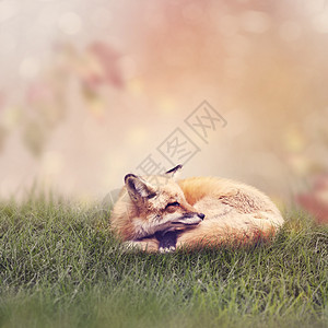 红狐草地上休息图片