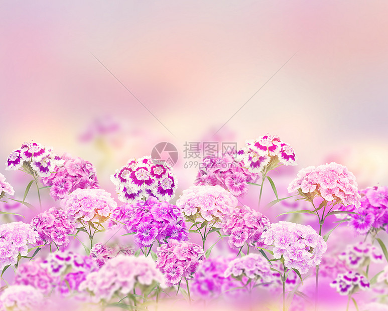 粉红色紫色的康乃馨花花园里盛开图片