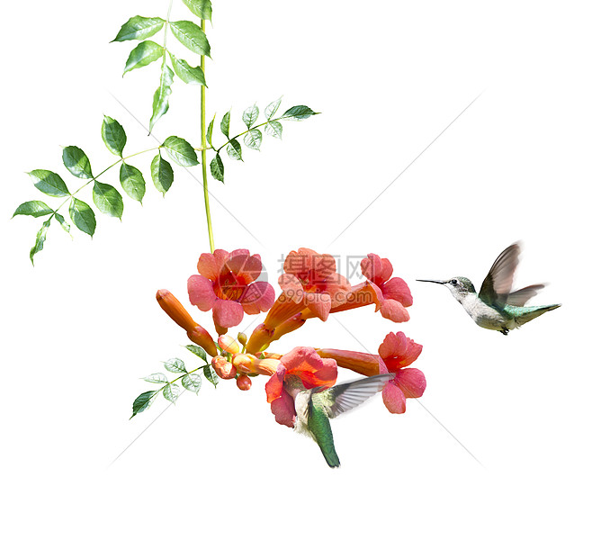 红宝石跳动的蜂鸟以白色背景上的喇叭葡萄树的花蜜为食图片