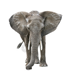 非洲大象孤立白色背景上背景图片