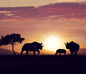 犀牛家日落时散步图片