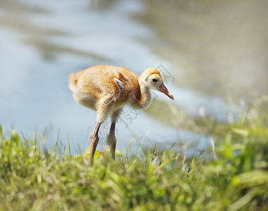 沙丘鹤小鸡佛罗里达湖附近的草地上图片