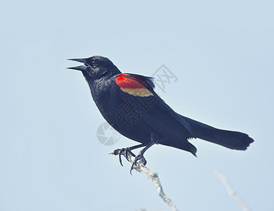 红翅黑鸟雄栖息天空中图片