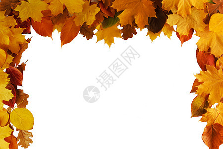 秋叶边框隔离白色背景上秋天的树叶框架图片