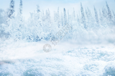 雪冬冷杉林背景,专注雪堆雪冬森林背景图片