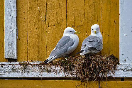 海鸥黄色的墙上筑巢两只鸟挪威洛福腾群岛海鸥鸟靠近高清图片