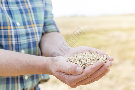 成熟农民的中段,农场里着把小麦谷物图片
