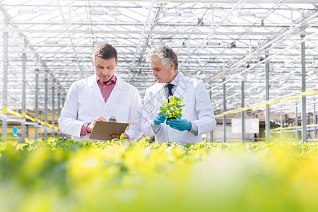 成熟的雄生物化学家植物苗圃里讨论剪贴板图片