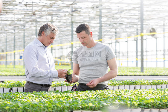 自信的商人与植物学家温室里讨论草药幼苗图片