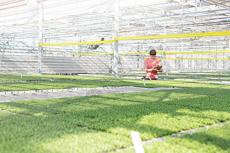 年轻的女植物学家温室里检查草药图片