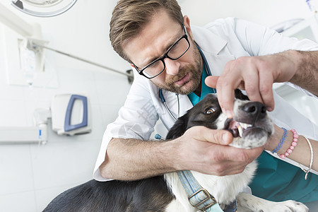 医生兽医诊所检查狗的牙齿背景图片