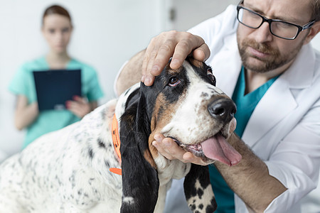 兽医诊所检查狗的医生特写图片