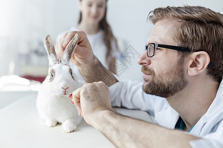 兽医诊所床上检查兔子的医生特写图片